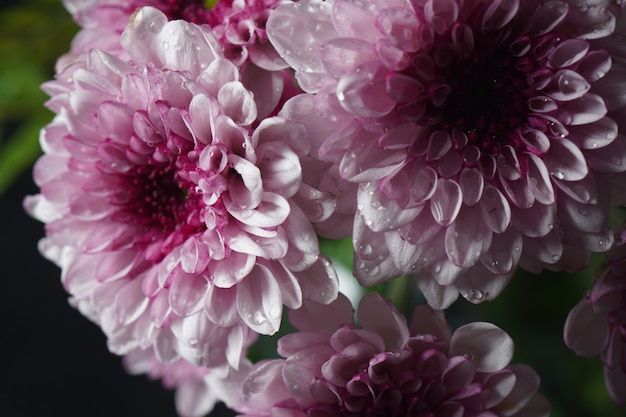 아름 다운 흰색 분홍색 국화 꽃의 근접 촬영입니다. 다채로운 국화 꽃 매크로 샷입니다.