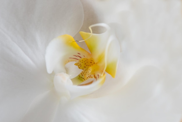 Primo piano di un bel fiore di tulipano bianco in un parco naturale o in un campo in estate vista dall'alto di una pianta in fiore che si apre su uno sfondo bianco in un ambiente naturale