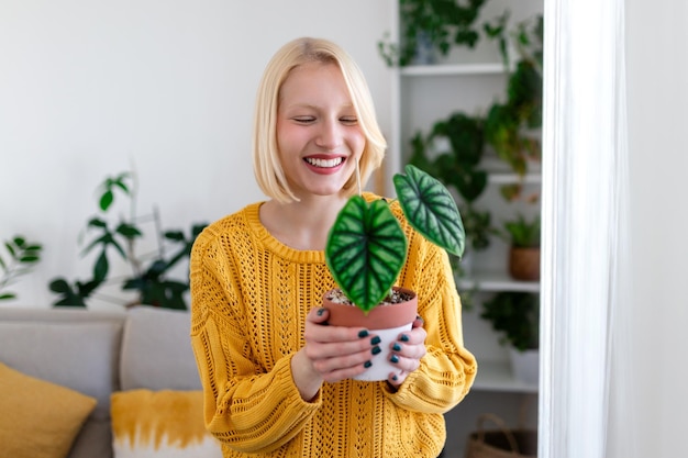 Closeup of beautiful woman holding green plant and looking at in with pleased smile holding alocasia loves gardening and nature indoor shot