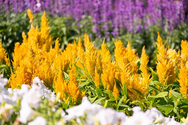 クローズアップ美しい黄色のコックの花