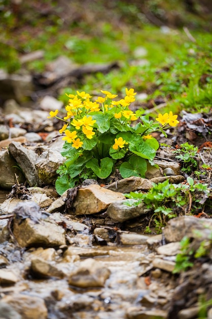 Closeup of beautiful yellow flowers in the garden Spring background with beautiful yellow flowers