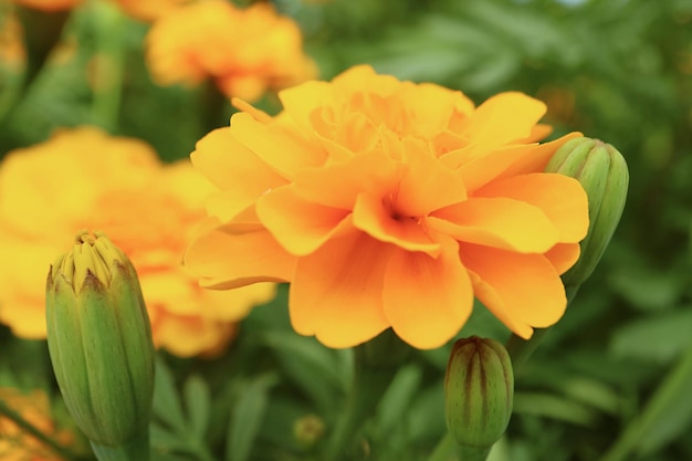 Closeup of a Beautifully Blooming Marigold Flower