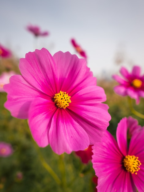 Closeup of beauty pink flowers in street