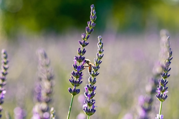 Closeup of bee on beautiful lavender blooming in early summer on a sunny day with soft background bokeh