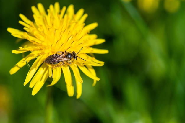 Closeup of a bee collects nectar from a flowering dandelion