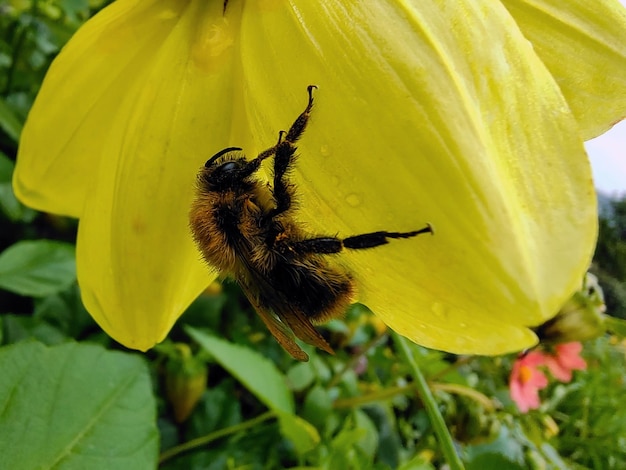 黄色の花の花びらにぶら下がっているミツバチのクローズ アップ背景がぼやけています。