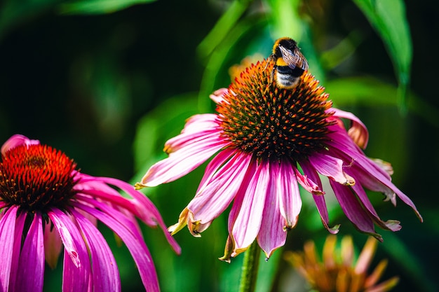 Closeup of a bee on a pink echinacea coneflower