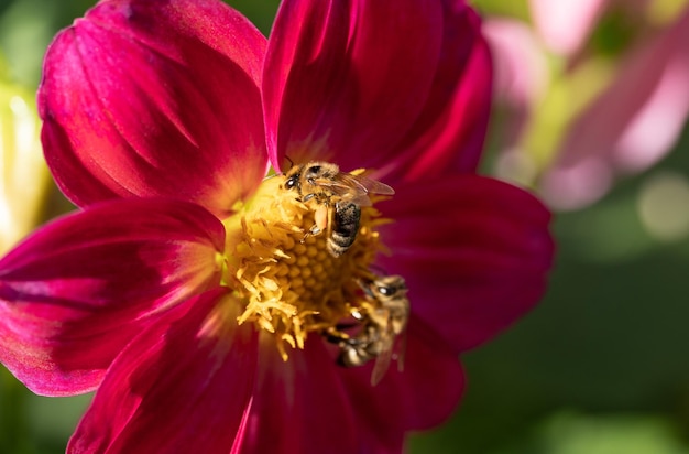 Closeup of a bee pollinating a flower and making honey