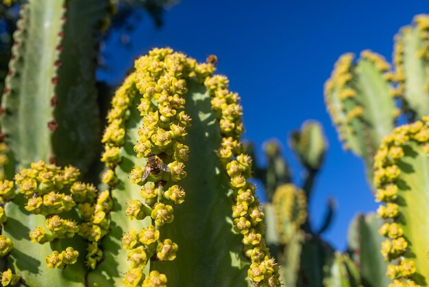 Closeup of bee pollinating yellow flowers of Canary island spurge on blue sky background Flowering prickly succulent euphorbia canariensis Cactuslike trunks on sunny day Endemic to Canary islands