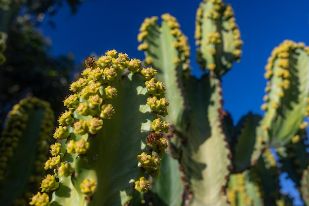 Closeup of bee pollinating yellow flowers of Canary island spurge on blue sky background Flowering prickly succulent euphorbia canariensis Cactuslike trunks on sunny day Endemic to Canary islands