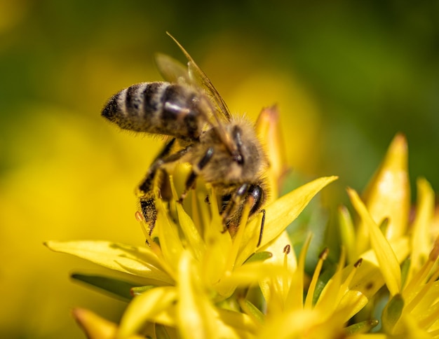 Closeup of a bee on yellow flowers with a blurry background