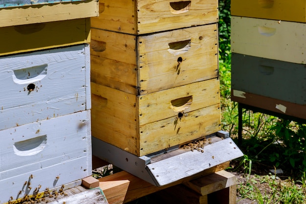 Closeup of bees colony working on bees hive selective focus.