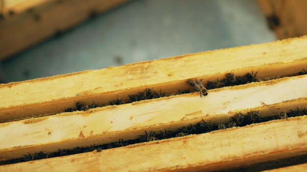 Closeup of bees in honey wooden frames at beehive in apiary