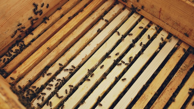 Closeup of bees in honey wooden frames at beehive in apiary