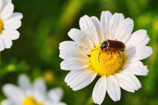 Closeup of beetle on the medicinal chamomile on the field