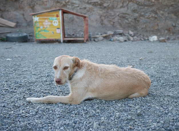 地面に横たわって日光の下で休んでいるベージュの犬のクローズアップ