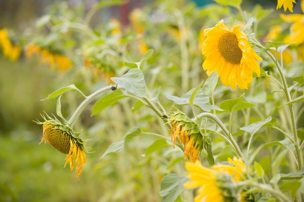 Closeup of a beutiful sunflower with flowers background