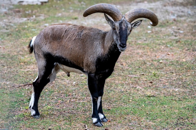 Closeup of Bharal, Himalayan blue sheep or naur