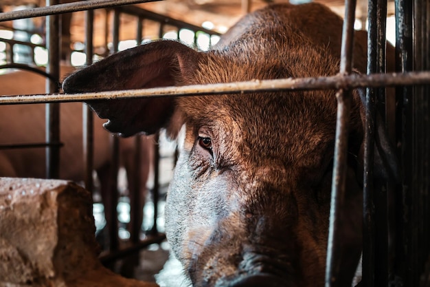 closeup of a big black breeder pig in a cage on a pig farmpig breeding farm in swine busines