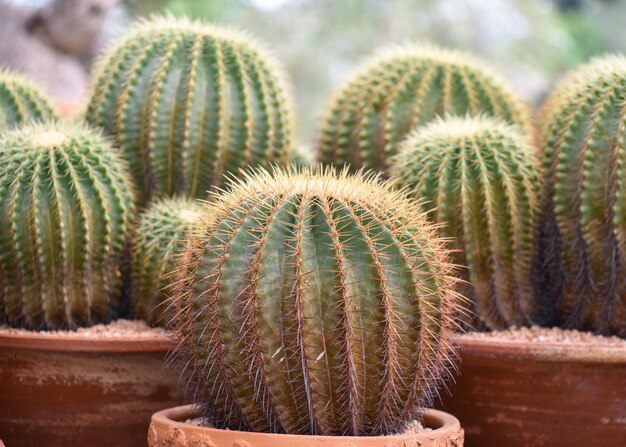 Primo piano di grande cactus verde nel giardino. messa a fuoco selettiva