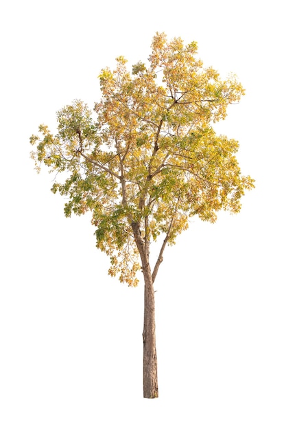 Closeup Big Mahogany Tree isolated on white background