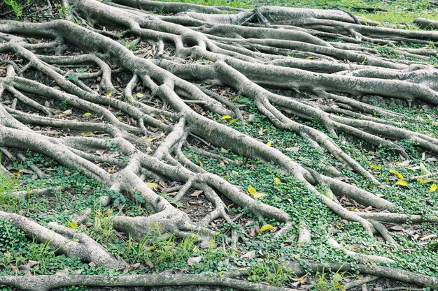 クローズアップ 大きな木の根