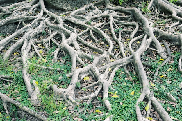 Foto primo piano grande radice d'albero