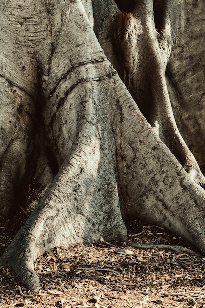 Closeup of a big tree roots in the ground.  