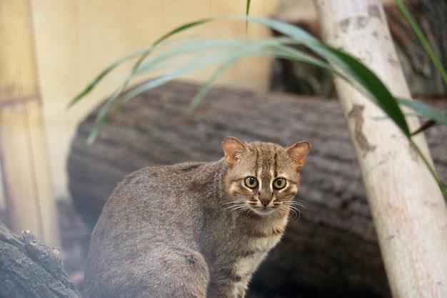 Closeup on a big wild cat with big green eyes