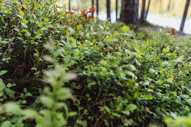 Closeup of bilberry bush ripe berries grow wild in forest