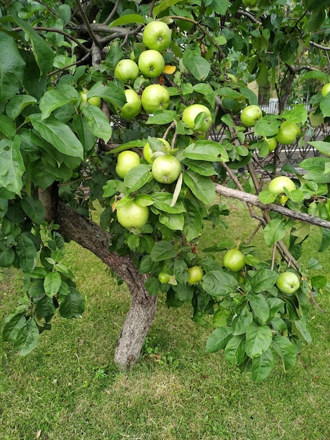 Closeup of a bio organic green apples growing on the branches of an apple tree in an orchad