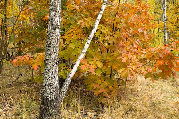 Closeup on birch tree in the autumn forest or park