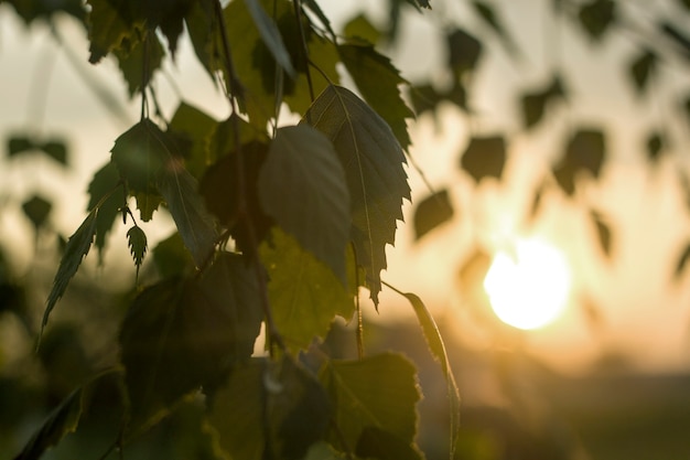 Closeup of birch tree brunch with green leaves outdoors on blurred colorful background in evening or at dawn.