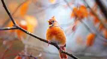 Photo closeup bird chirping on tree branch in maryland nature and wildlife vertebrate in 169