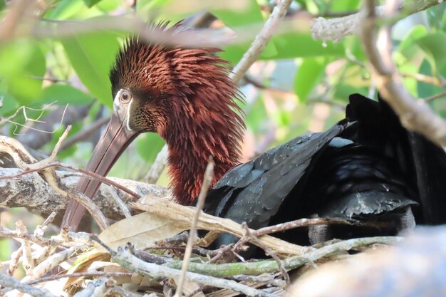 Foto close-up di un uccello su un nido