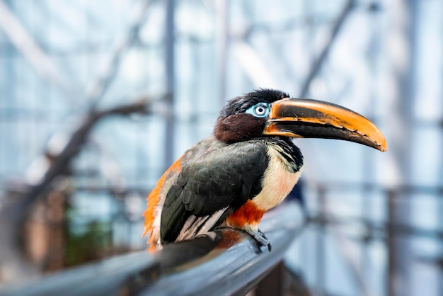 Closeup of bird with long beak perched on metal railing in zoo