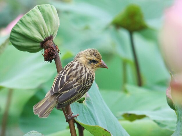 写真 自然の中の植物と鳥のクローズアップ 自然中の鳥 自然中の動物