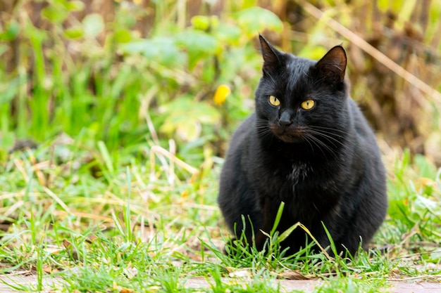 Closeup of a black cat on the street on a summer day