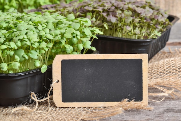 Closeup of a black chalk writing tag on a background of micro greenery