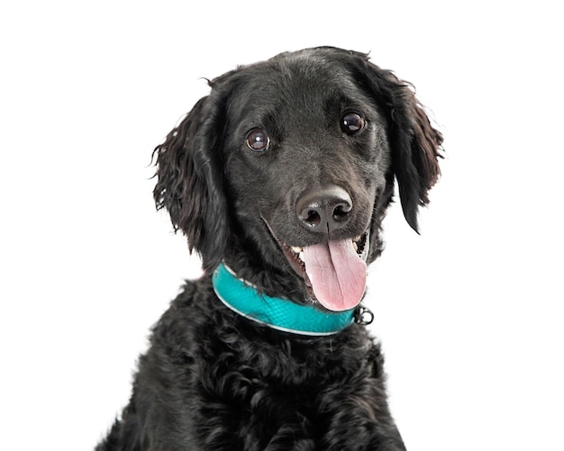 Closeup Black Labrador Retriever Dog