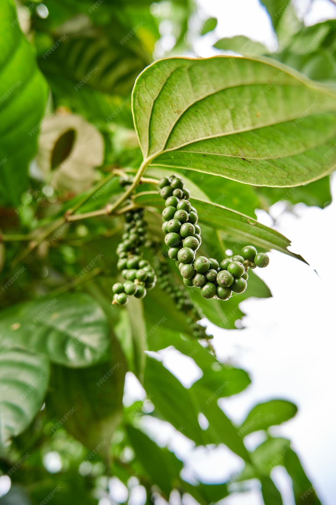 Premium Photo Closeup of black pepper plant planted in a small garden black pepper is growing