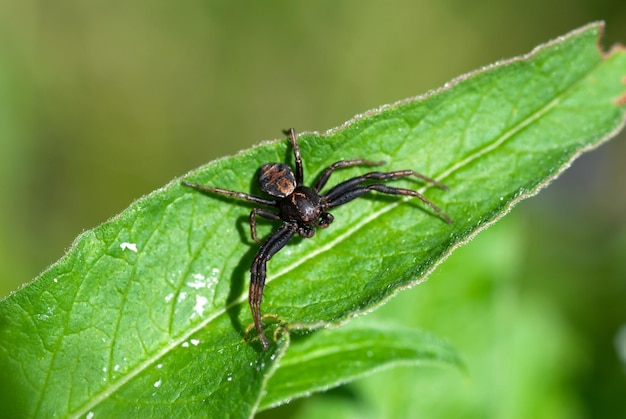 Closeup of black spider on leaf Macro insect