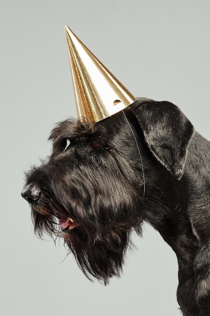 Closeup of black terrier in party birthday hat against white background