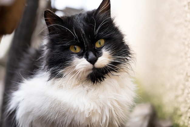 Closeup of a black and white cat with yellow eyes