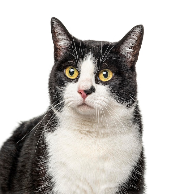 Closeup of a Black and white crossbreed cat isolated on white