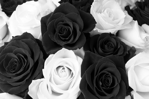 Closeup on black and white roses Floral background