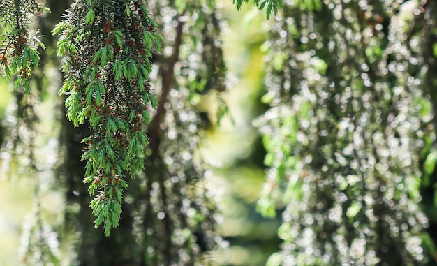Closeup bladeren van groenblijvende naaldboom juniperus communis horstmann bokeh met lichtreflectie