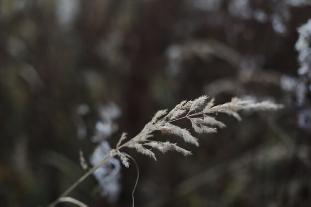 Closeup of blades of grass autumn background