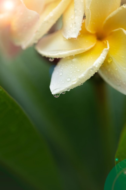 Closeup bloeiende Frangipani bloem met kleurfilter op zachte pastel kleur in vervagen stijl voor banner of kaarten achtergrond Lente landschap van roze Plumeria bloem heldere kleurrijke Lentebloemen