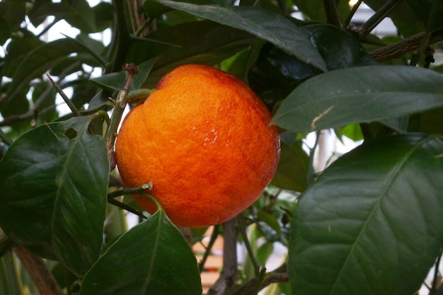 Closeup on an blood orange in a tree